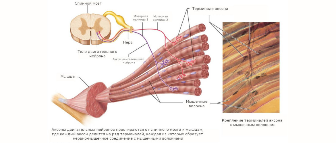 Крепление нейронов к мышечным волокнам